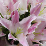 Букет из 5 лилий с зеленью