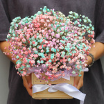 Разноцветная гипсофила в ящике