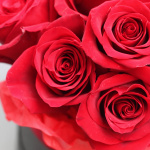 Коробка из 15 красных роз