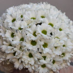 Хризантемы в коробке "Очарование"