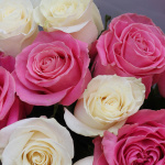 Букет из 11 разноцветных роз