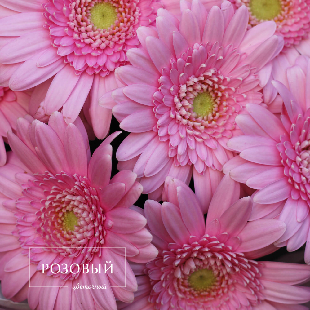 Букет гербер "Фламинго"