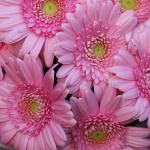 Букет гербер "Фламинго"