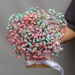 Разноцветная гипсофила в ящике