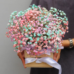 Разноцветная гипсофила в ящике