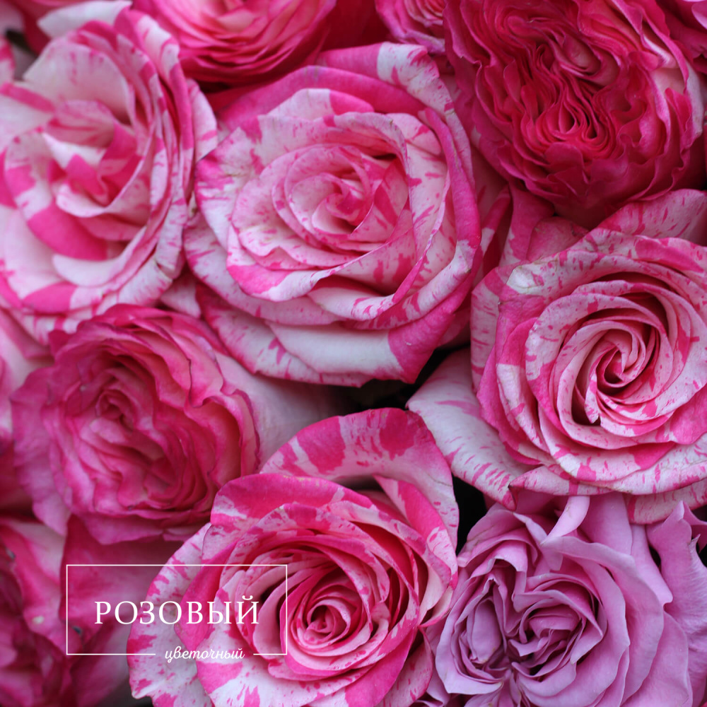 Букет из 51 розовой розы