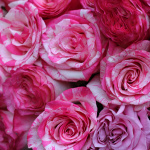 Букет из 51 розовой розы