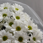 Букет хризантем "Ромашковый"