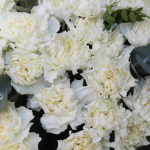 Букет из 35 гвоздик