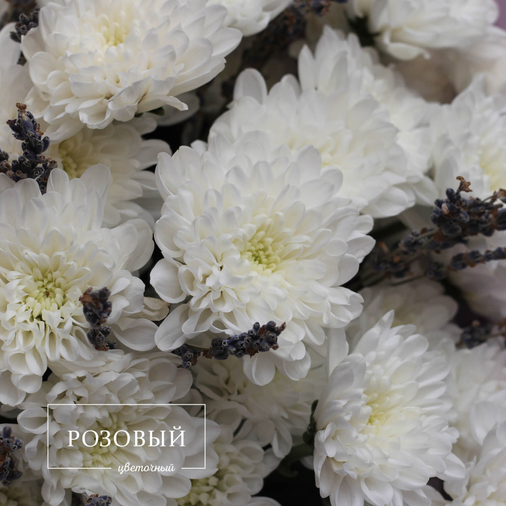 Белые хризантемы с лавандой