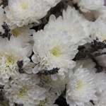 Белые хризантемы с лавандой