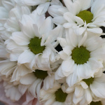 Хризантемы в коробке "Забота"