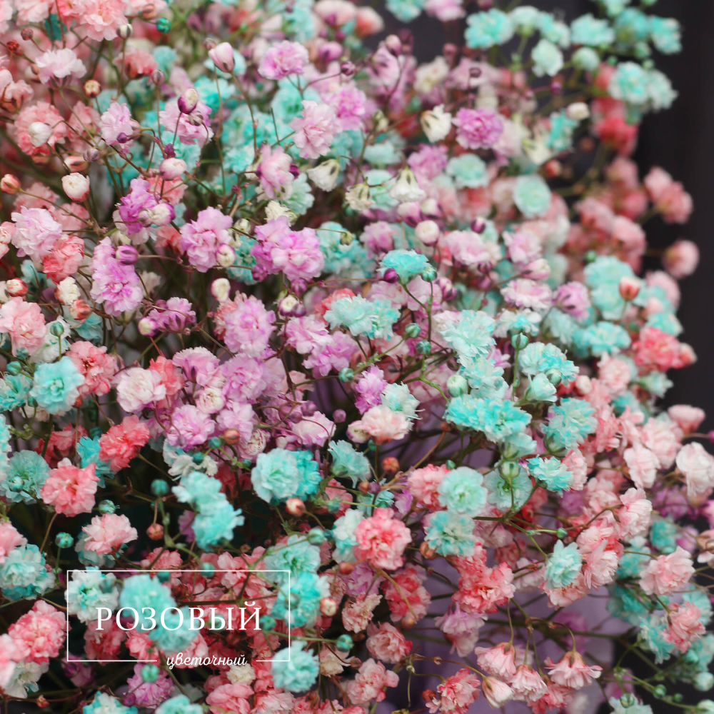 Разноцветная гипсофила в ящике