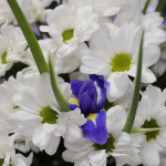 Букет из ирисов и хризантем