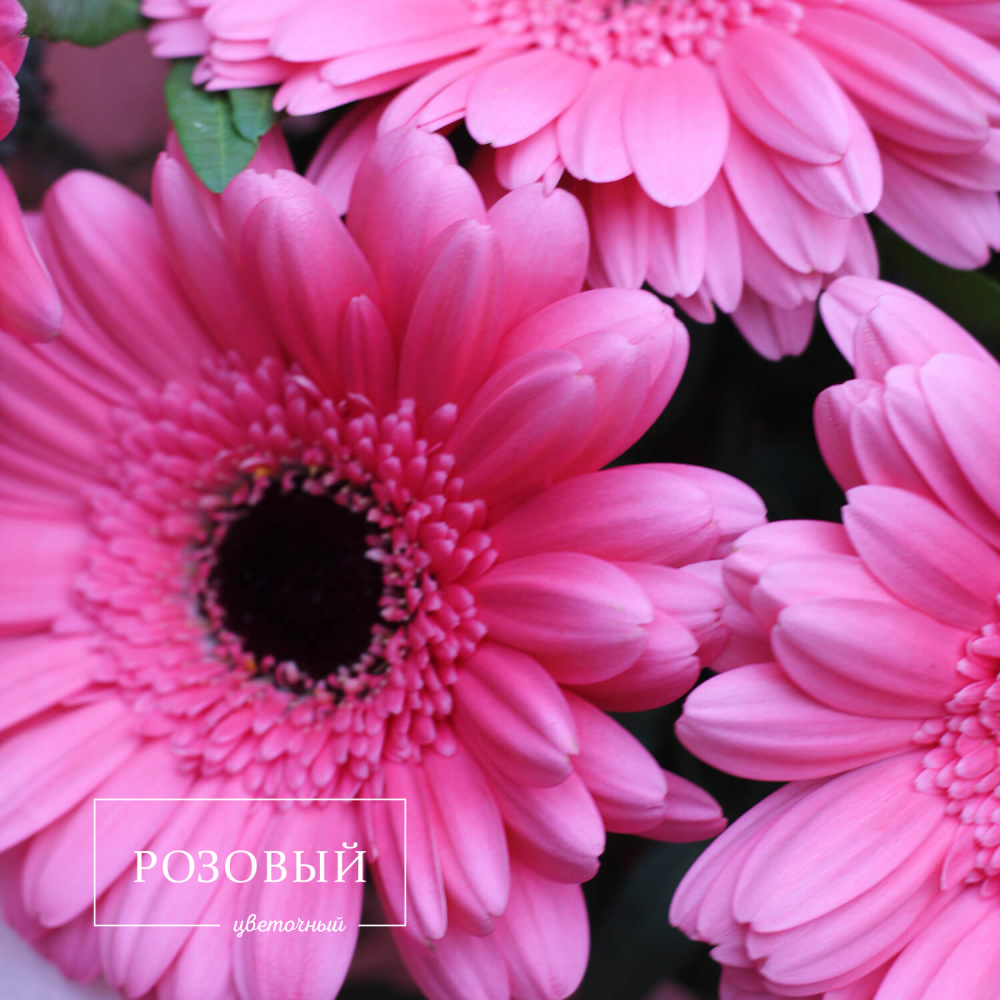 Букет из 7 гербер