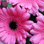 Букет из 7 гербер